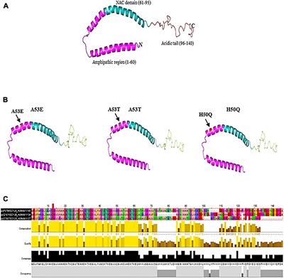 “Janus-Faced” α-Synuclein: Role in Parkinson’s Disease